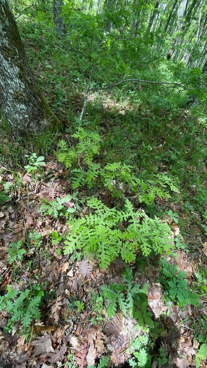Quercus frainetto (Hungarian oak) (alternate view 11)