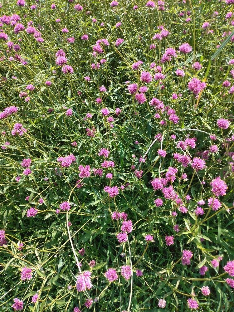 Gomphrena globosa (Globe Amaranth) (alternate view 11)