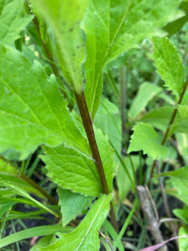 Solidago ulmifolia (elm-leaved goldenrod) (alternate view 11)
