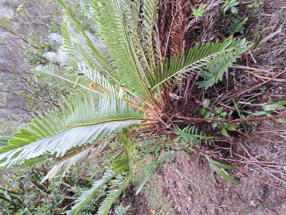 Blechnum tabulare