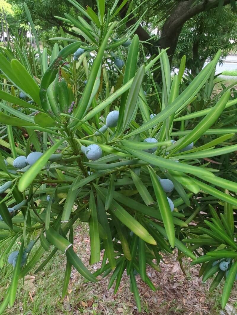 Podocarpus macrophyllus (Buddhist pine) (alternate view 2)