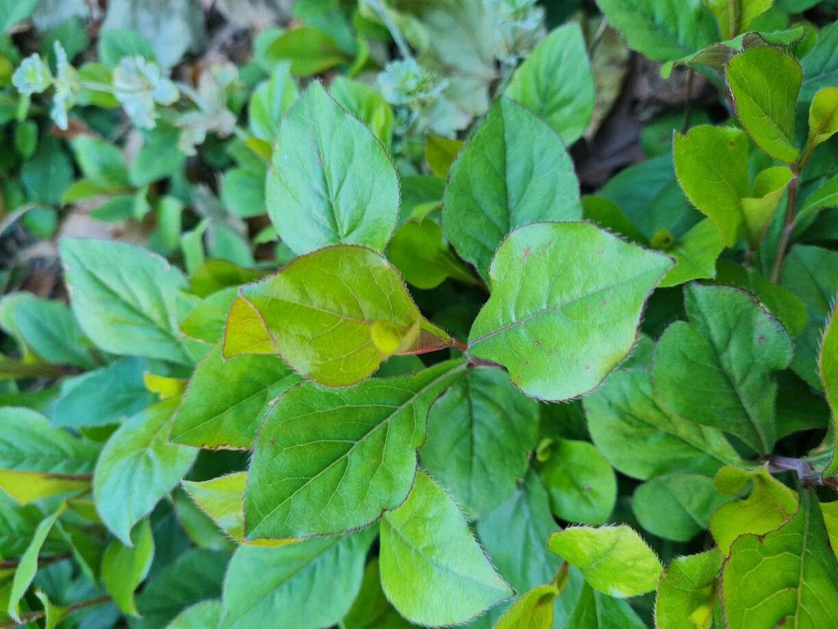 Ceratostigma plumbaginoides (Leadwort) (alternate view 13)