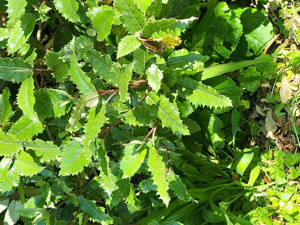 Olearia macrodonta (alternate view 4)