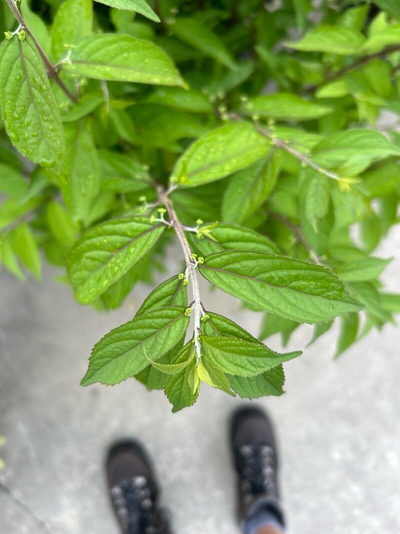 Callicarpa dichotoma (Purple Beautyberry) (alternate view 11)