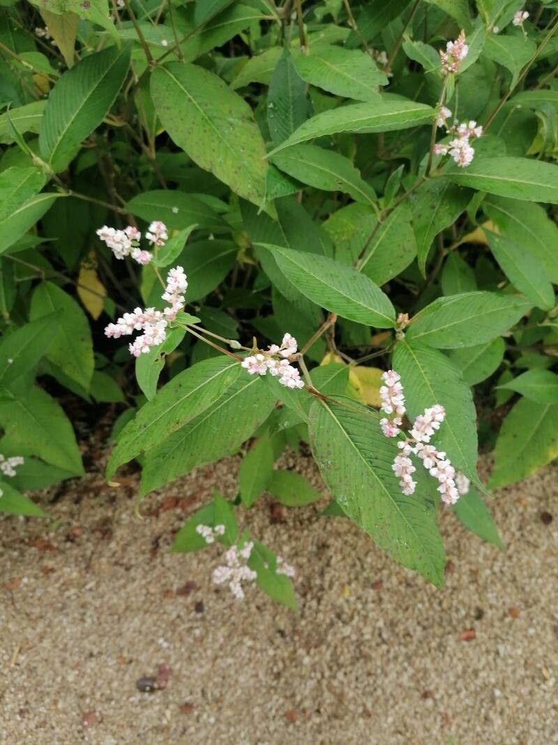 Koenigia campanulata (Lesser Knotweed) (alternate view 9)