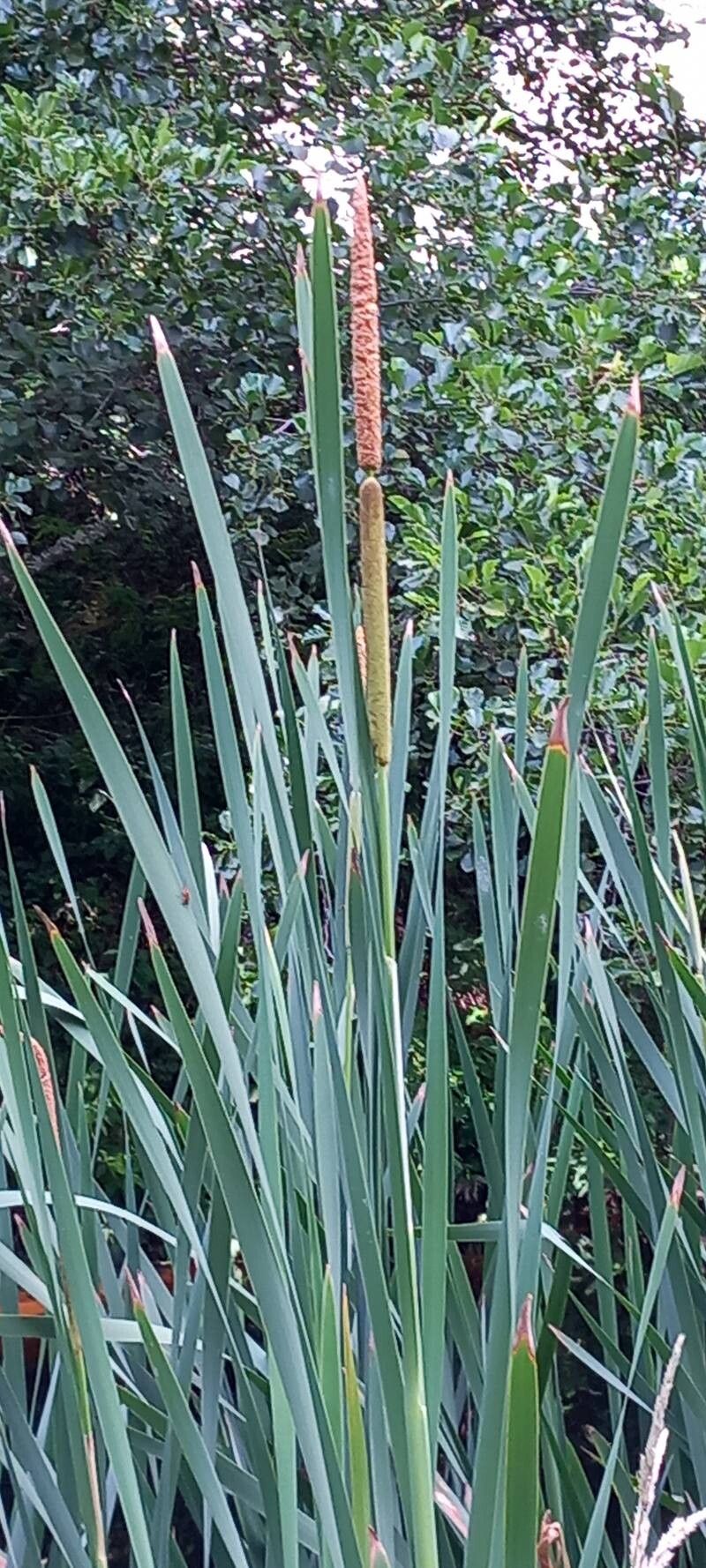 Typha × glauca (hybrid cattail)