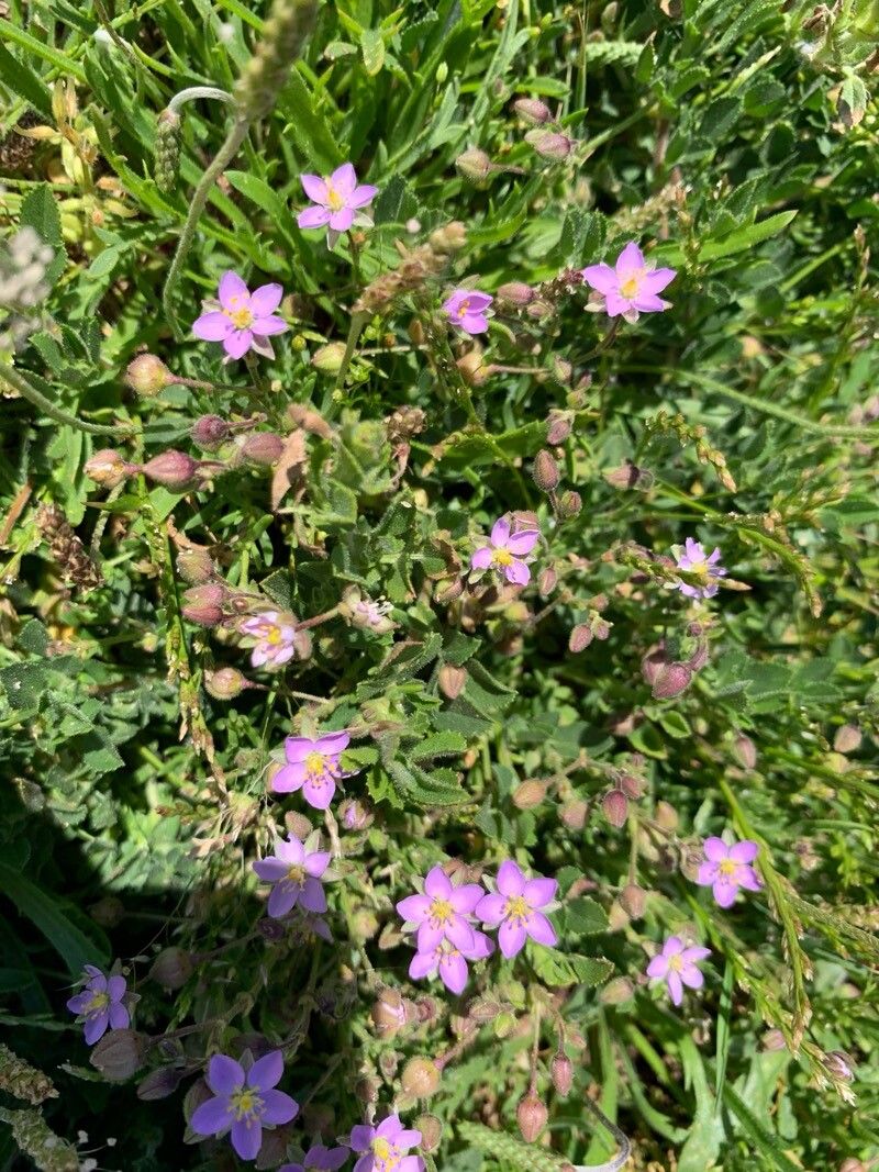 Spergularia rupicola (Rock Sea-spurrey) (alternate view 14)