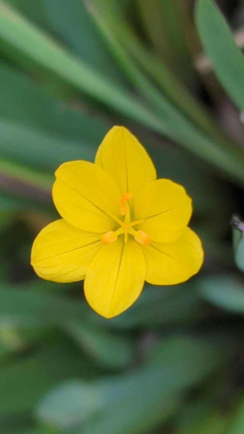 Sisyrinchium californicum (Golden Blue-eyed Grass) (alternate view 2)