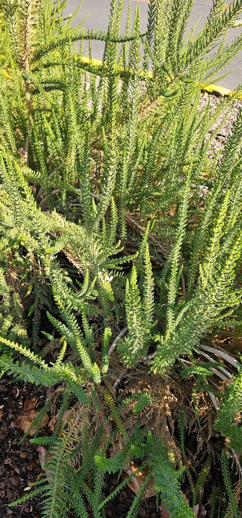 Fabiana imbricata (Pichi) (alternate view 12)