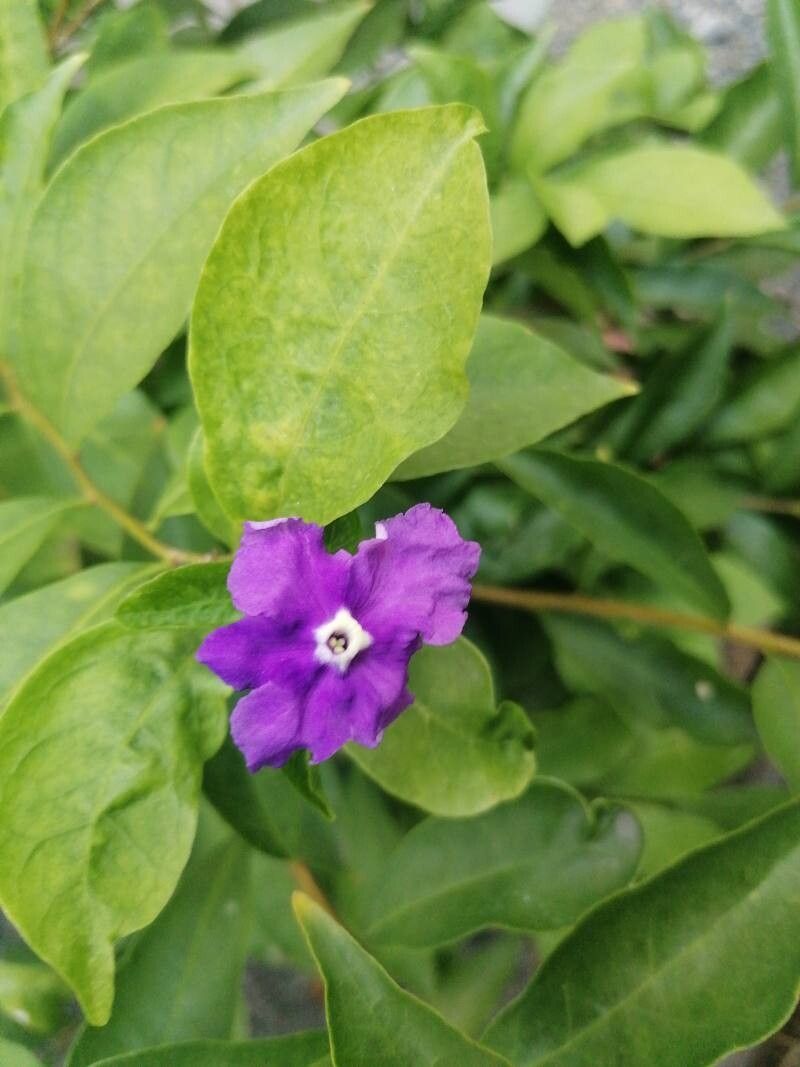 Brunfelsia pauciflora (Yesterday-Today-and-Tomorrow) (alternate view 10)