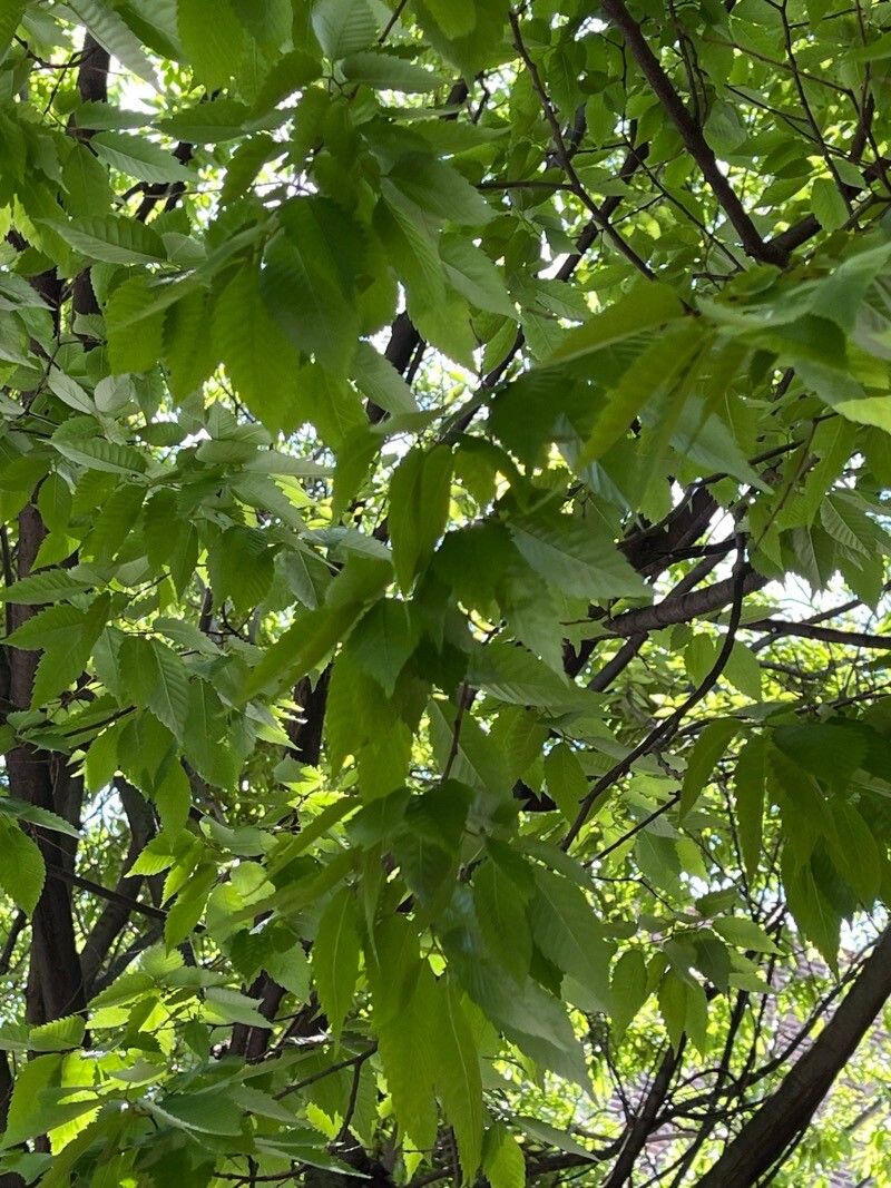 Zelkova serrata (sawleaf zelkova) (alternate view 12)