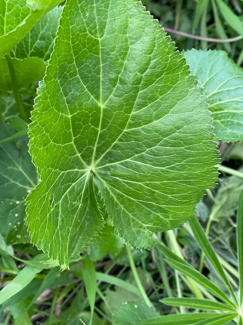 Eryngium alpinum (Alpine Sea Holly) (alternate view 14)