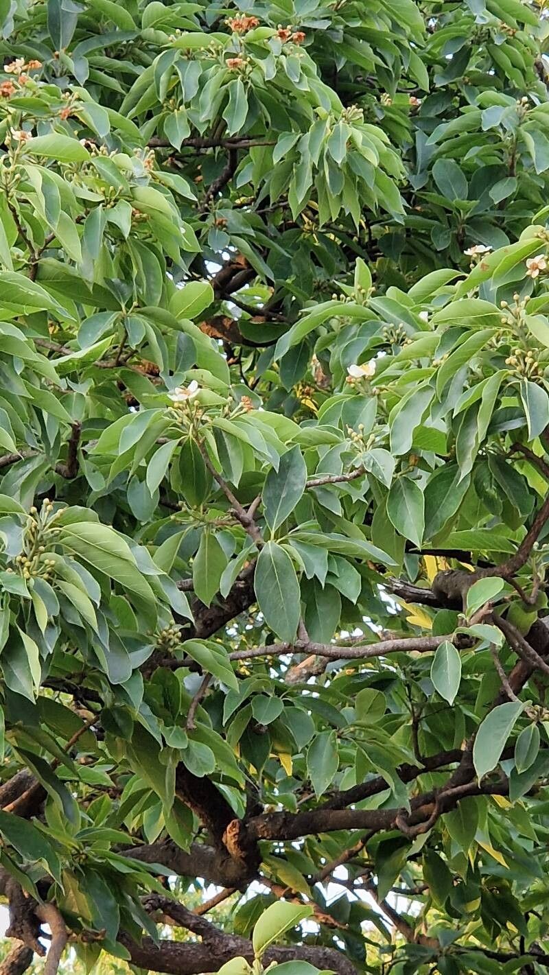 Cornus capitata (Mountain Moon Dogwood Tree) (alternate view 2)