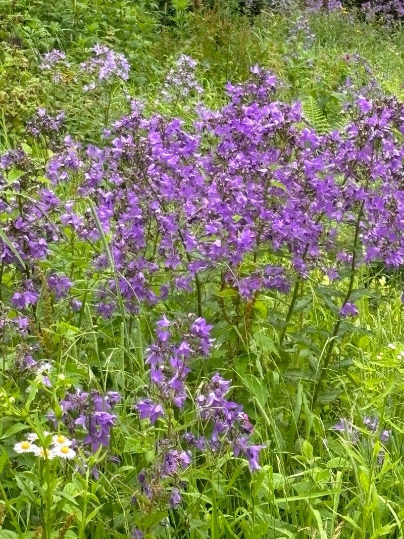 Campanula lactiflora (Milky Bellflower) (alternate view 12)