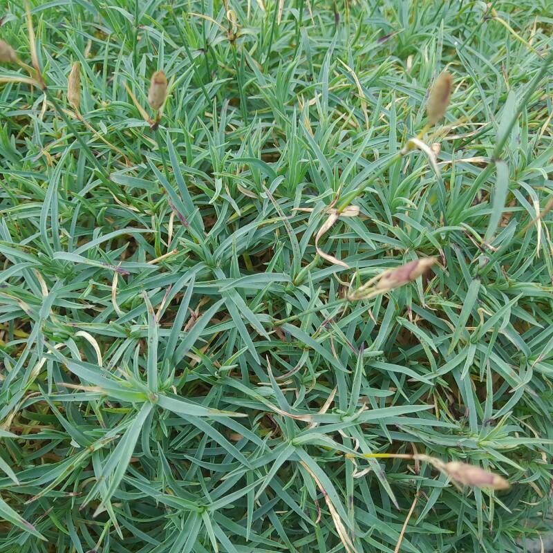 Dianthus gratianopolitanus (pinks) (alternate view 2)