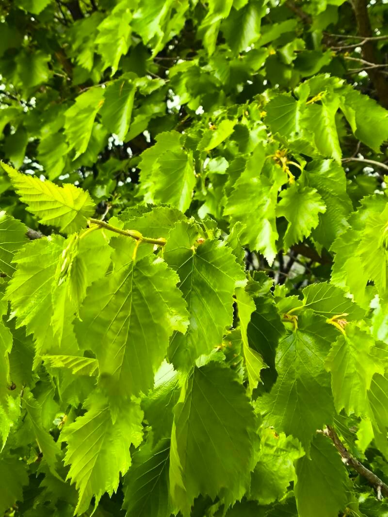 Corylus colurna (Turkish Hazelnut) (alternate view 14)
