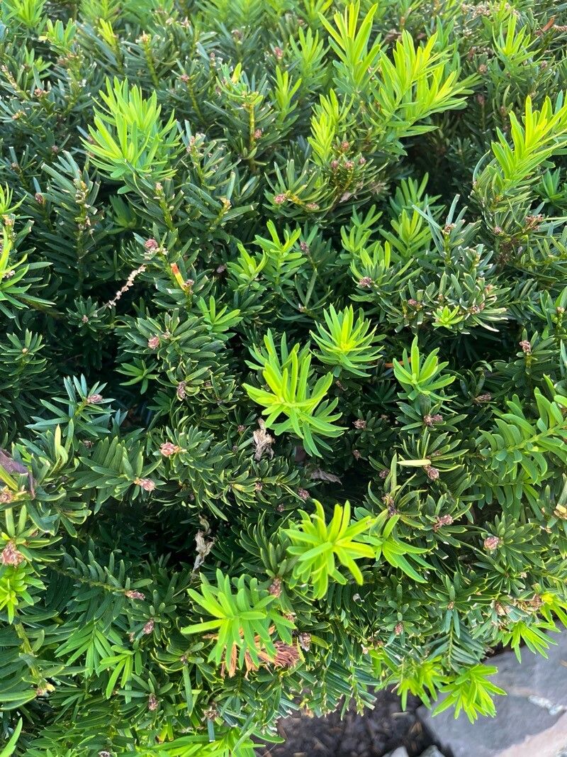 Taxus cuspidata (Japanese yew) (alternate view 3)