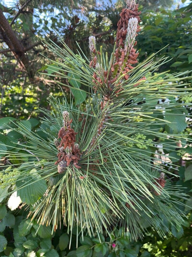 Pinus thunbergii (Japanese Black Pine)