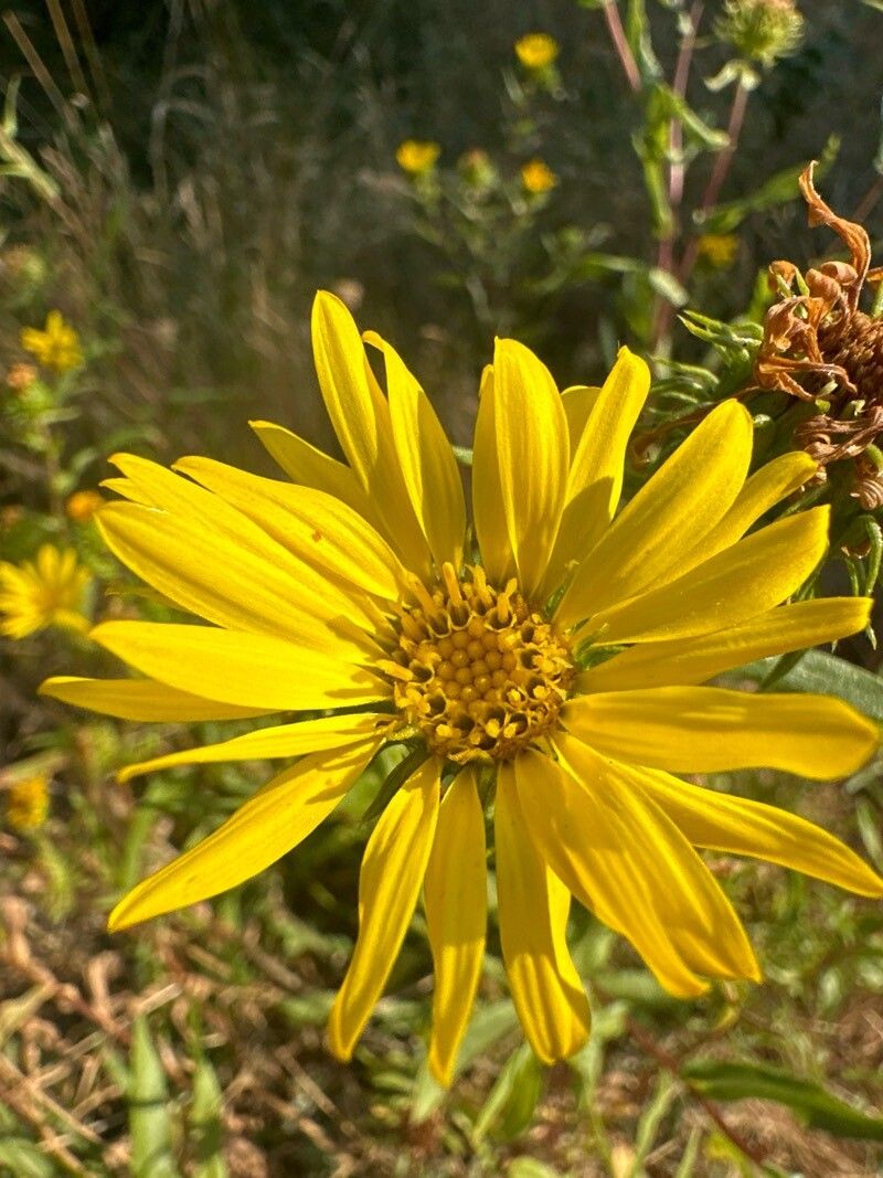 Grindelia integrifolia (Puget Sound Gumweed) (alternate view 3)