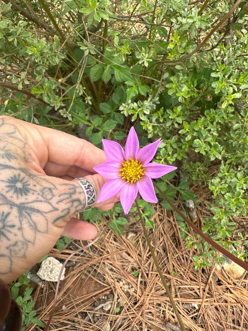 Dahlia merckii (Bedding Dahlia) (alternate view 11)