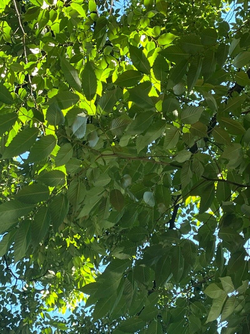 Zelkova serrata (sawleaf zelkova) (alternate view 13)