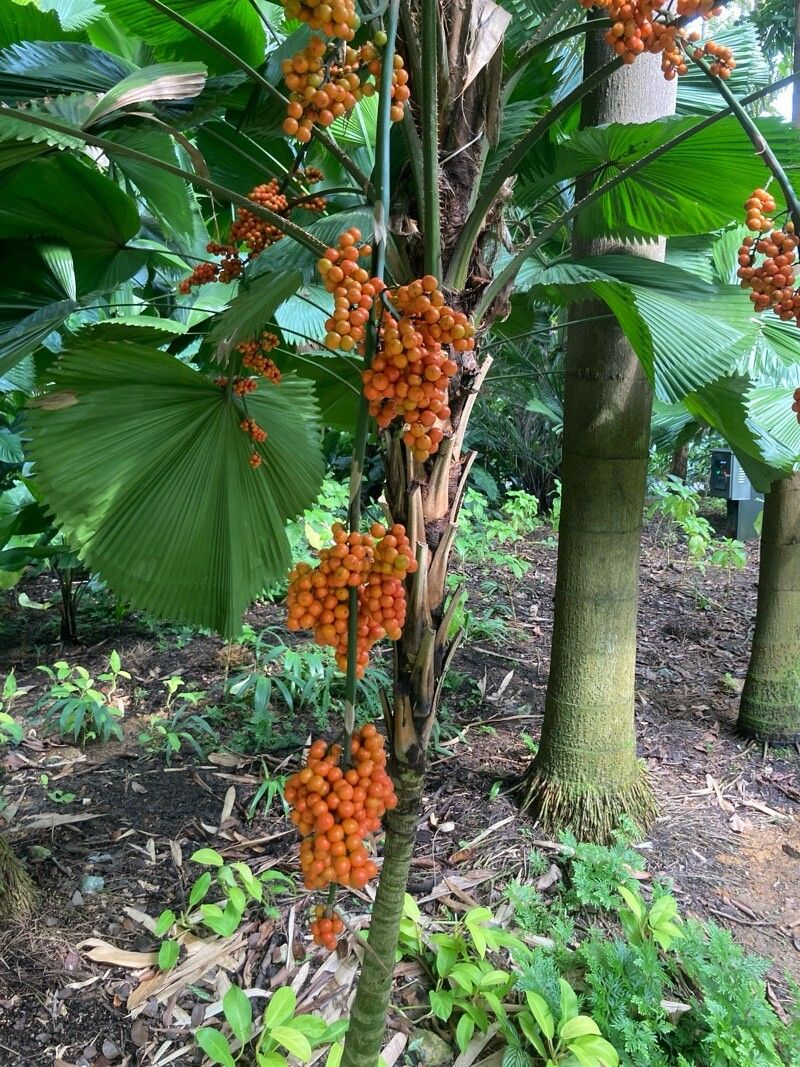 Licuala grandis (Ruffled Fan Palm) (alternate view 13)