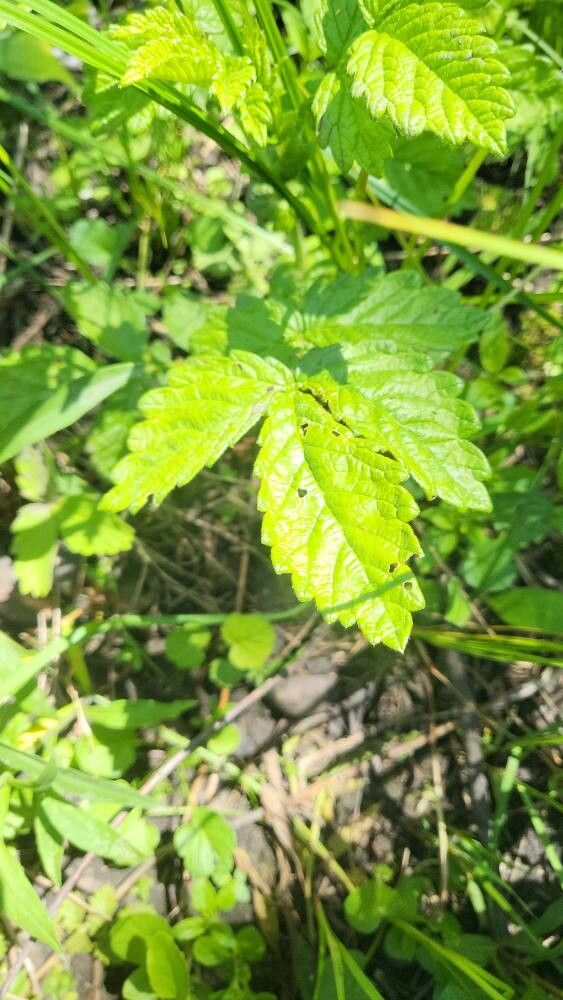 Agrimonia gryposepala (tall hairy agrimony) (alternate view 10)
