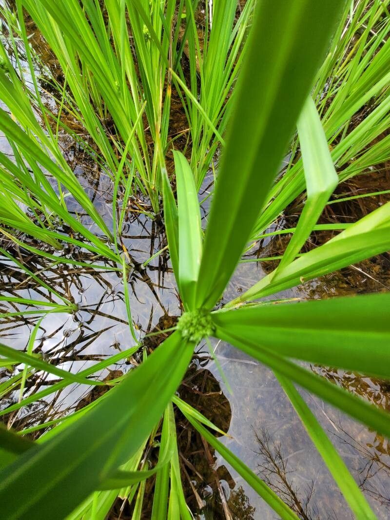 Scirpus atrovirens (dark green bulrush) (alternate view 11)