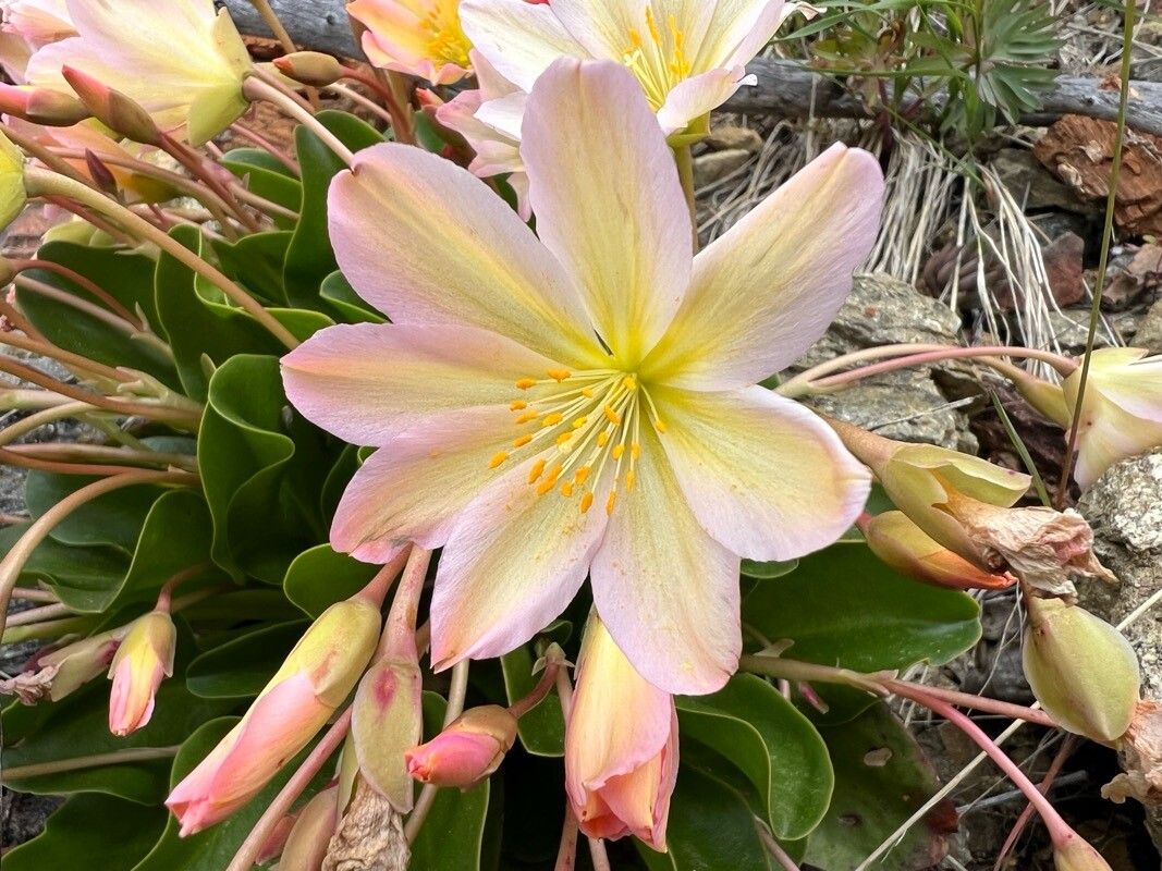 Lewisiopsis