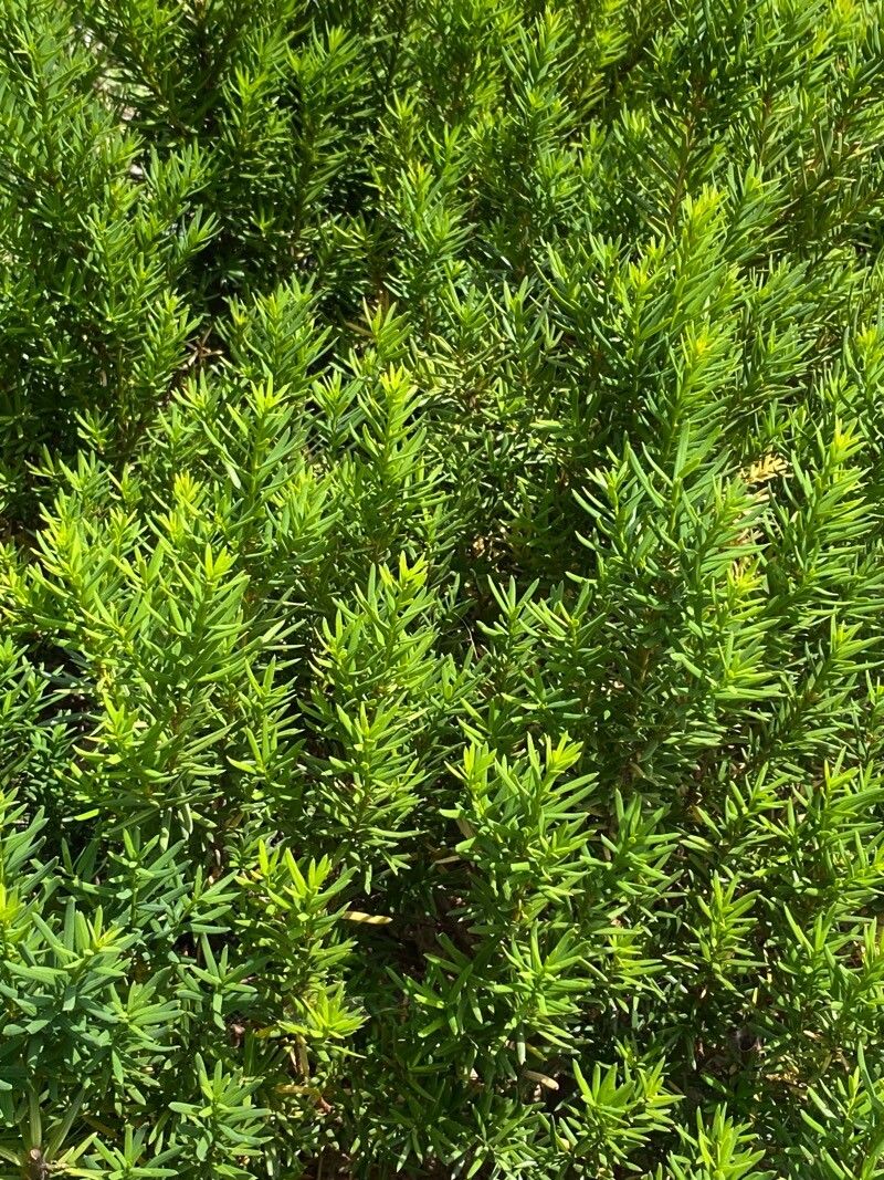 Taxus cuspidata (Japanese yew) (alternate view 4)