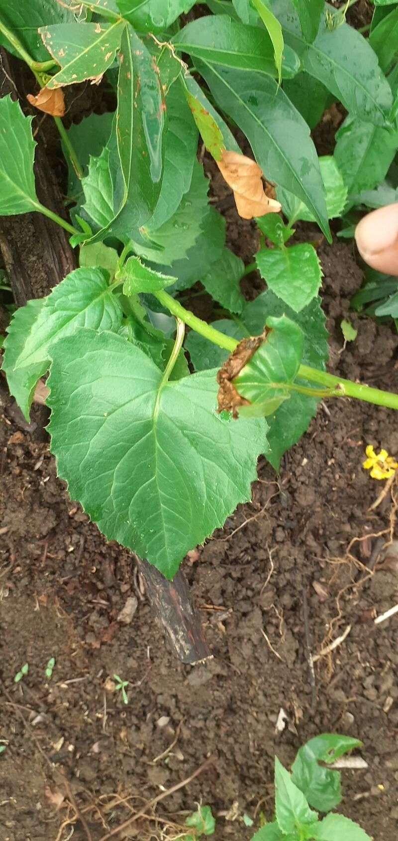 Pseudogynoxys chenopodioides (Mexican Flame Vine) (alternate view 13)