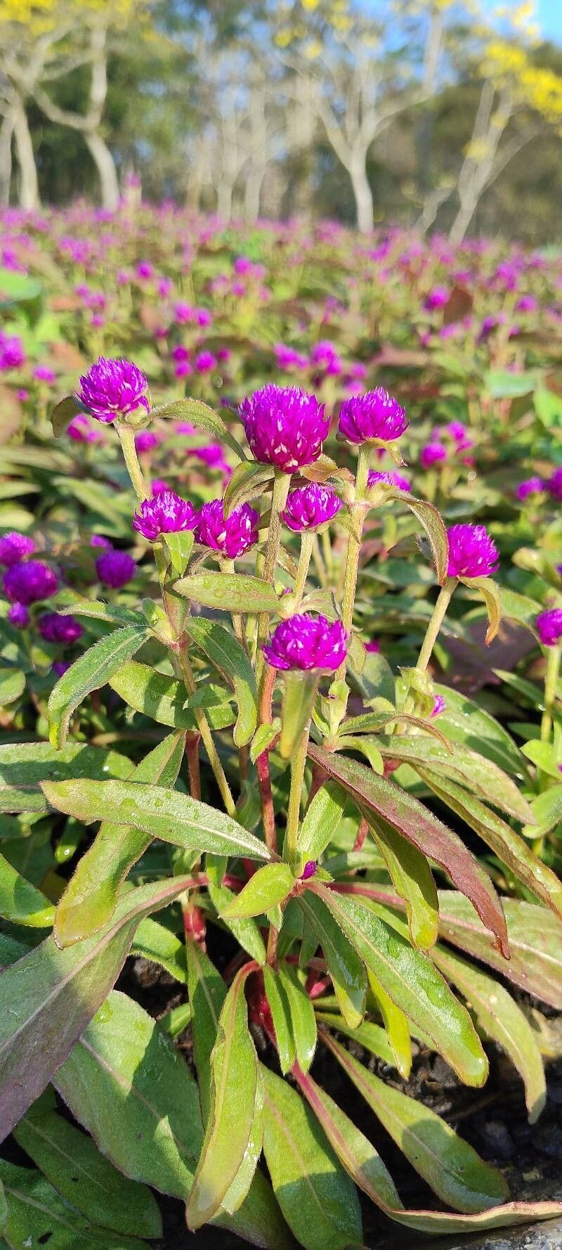Gomphrena globosa (Globe Amaranth) (alternate view 13)