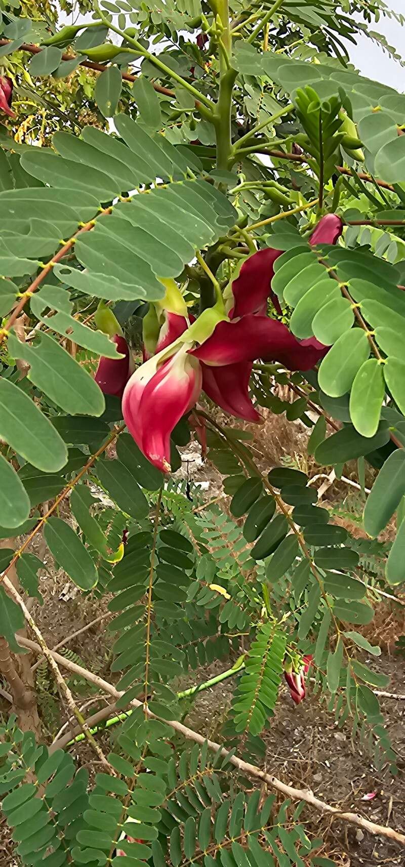 Sesbania grandiflora (Hummingbird Tree) (alternate view 9)