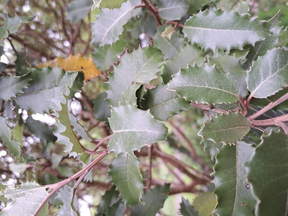 Olearia macrodonta (alternate view 2)