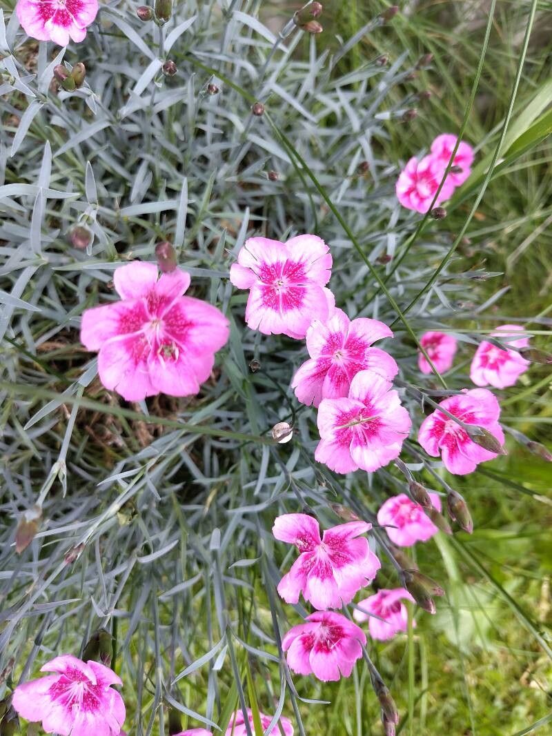 Dianthus gratianopolitanus (pinks) (alternate view 5)
