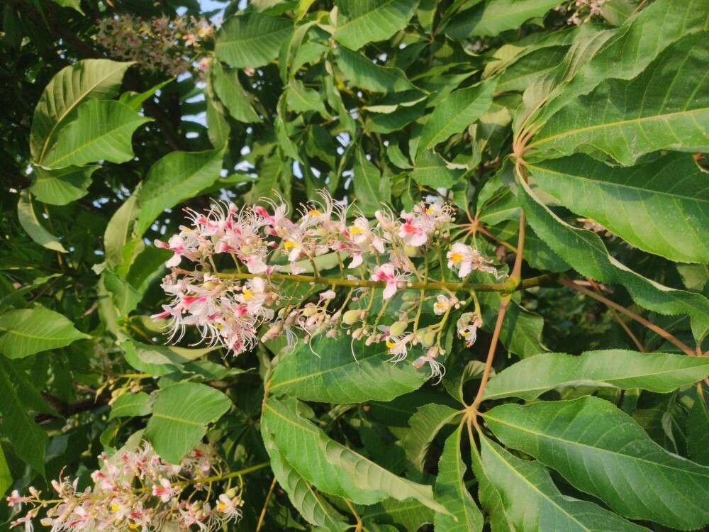 Aesculus indica (Indian Horse Chestnut) (alternate view 10)
