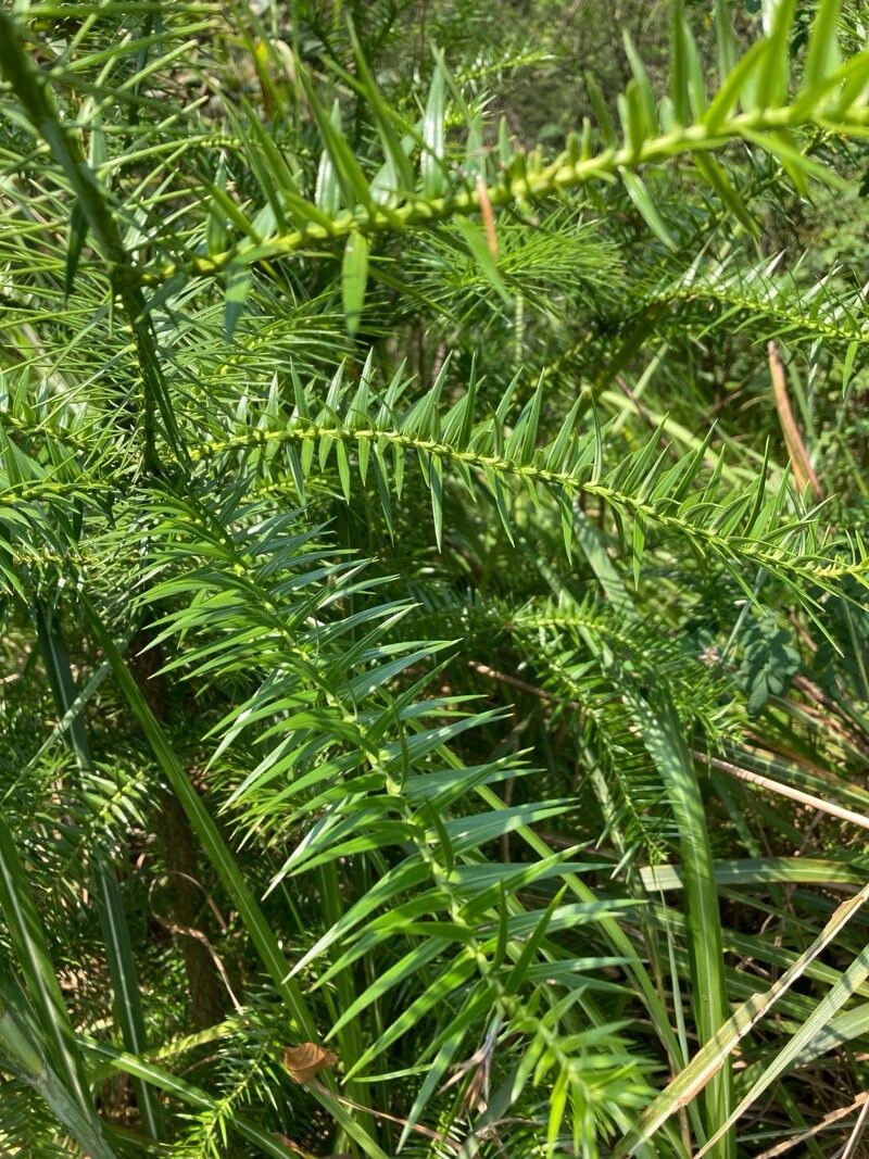 Cunninghamia lanceolata (China Fir) (alternate view 11)