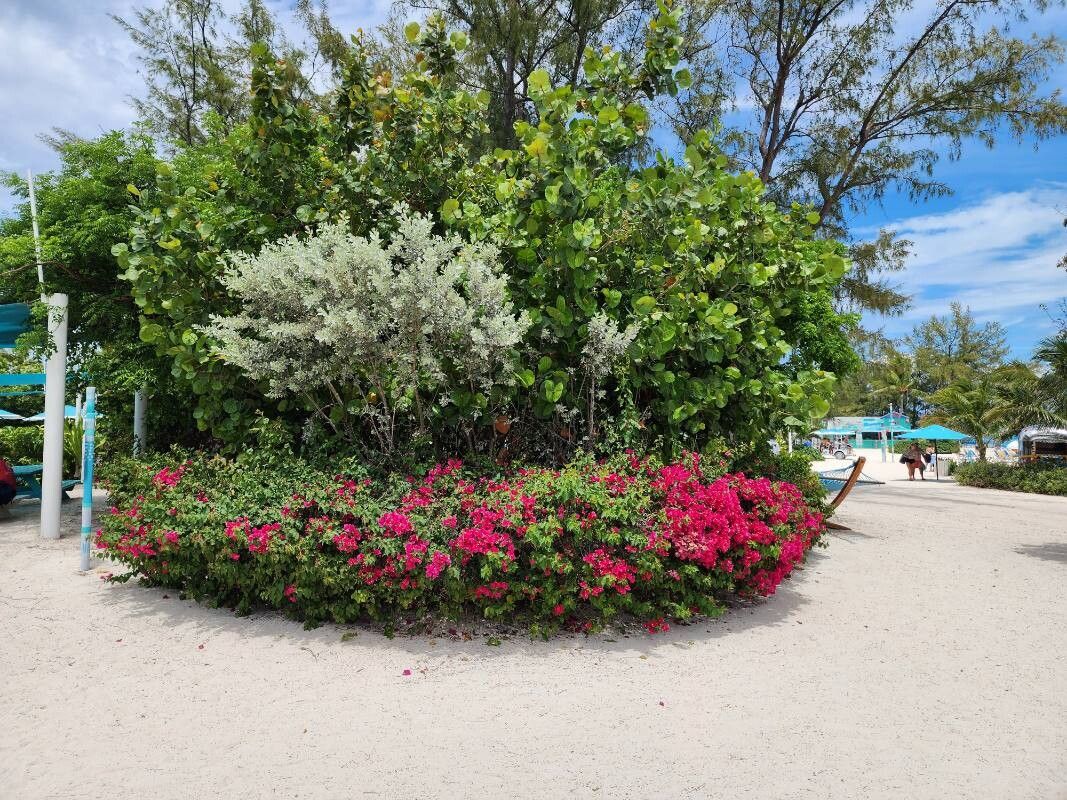 Bougainvillea spectabilis (Bougainvillea) (alternate view 13)