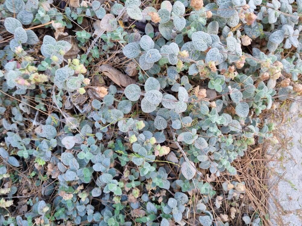 Origanum dictamnus (dittany of Crete) (alternate view 4)