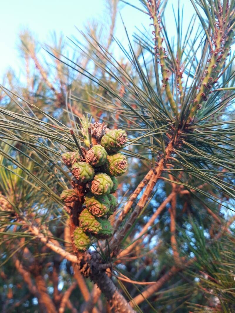 Pinus densiflora (Japanese Red Pine)