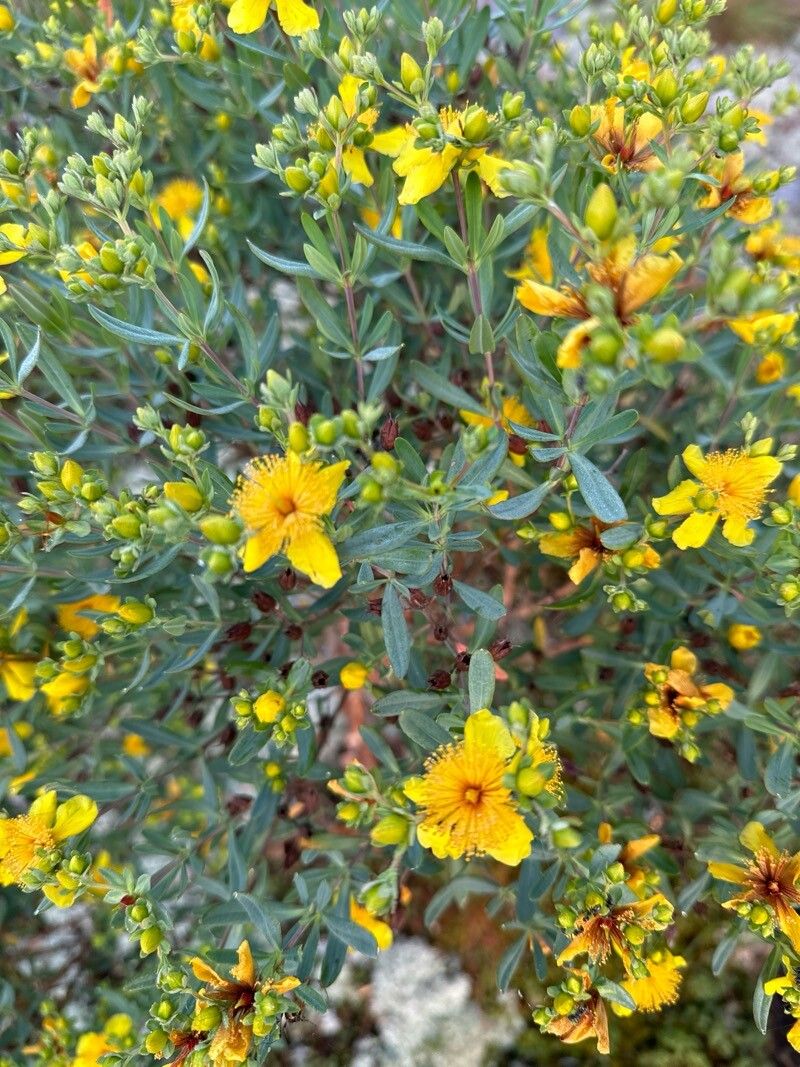 Hypericum kalmianum (Kalm St. John's Wort) (alternate view 14)