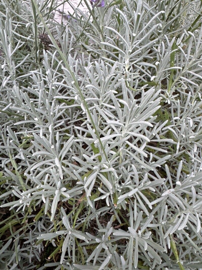 Lavandula × intermedia (Lavandin) (alternate view 7)