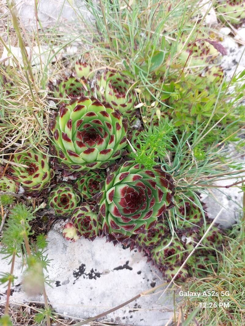 Sempervivum calcareum (alternate view 2)
