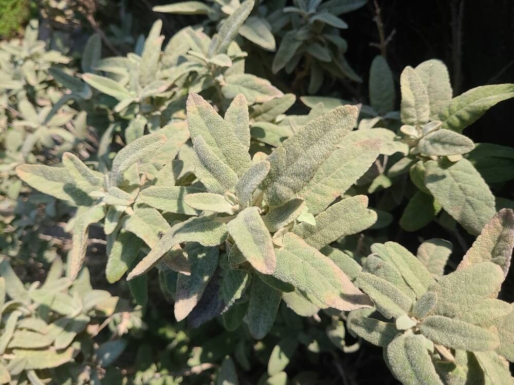Phlomis italica (alternate view 5)