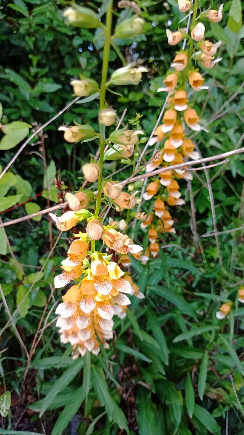 Digitalis laevigata (Grecian Foxglove) (alternate view 14)