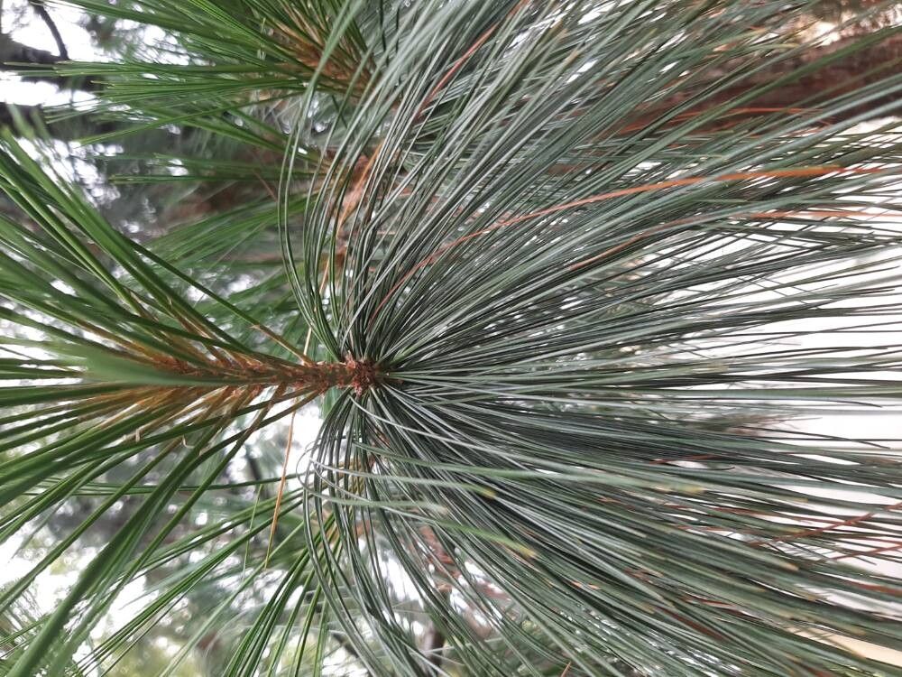 Pinus wallichiana (Himalayan Pine) (alternate view 4)