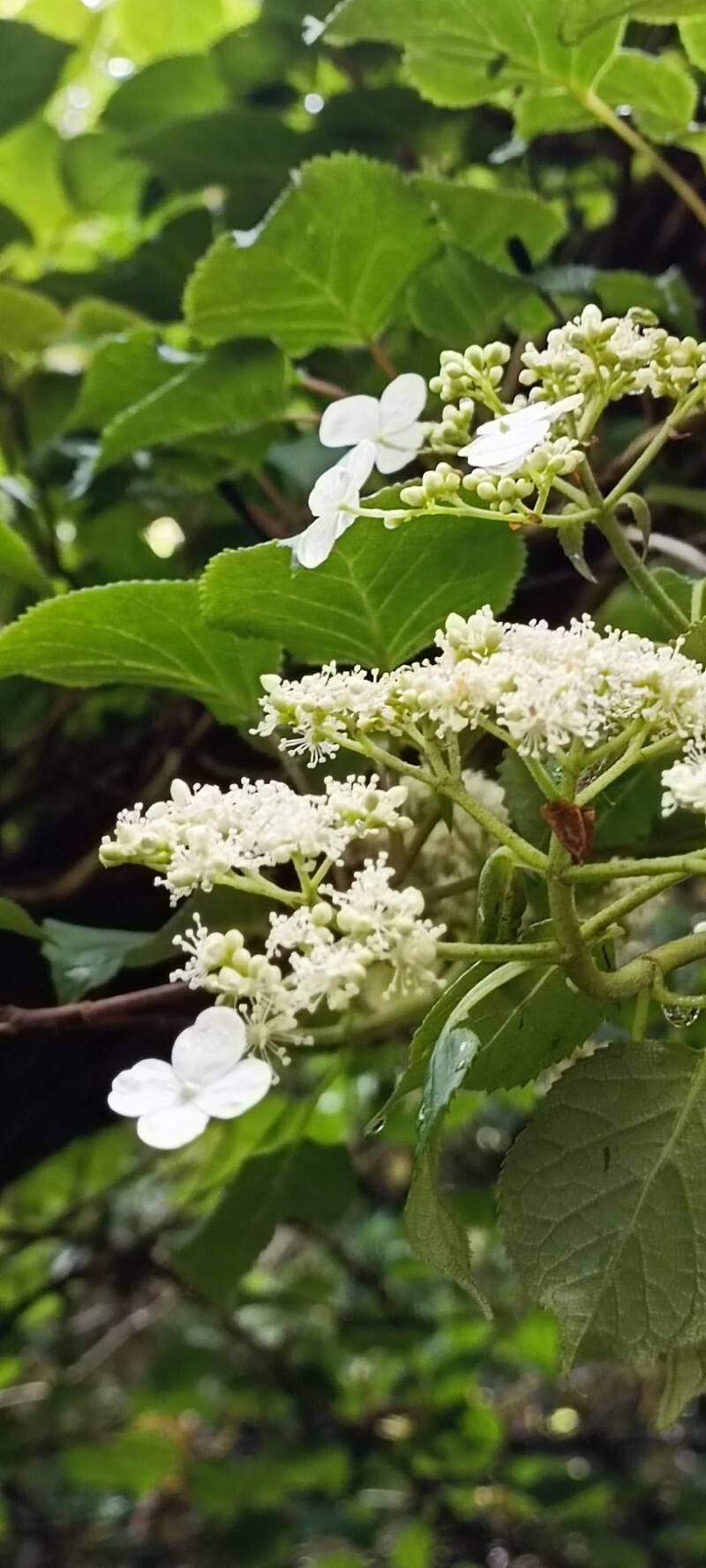 Hydrangea petiolaris (climbing hydrangea) (alternate view 8)