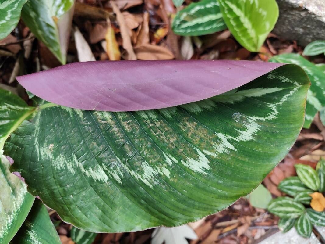 Calathea roseopicta (Calathea Medallion)