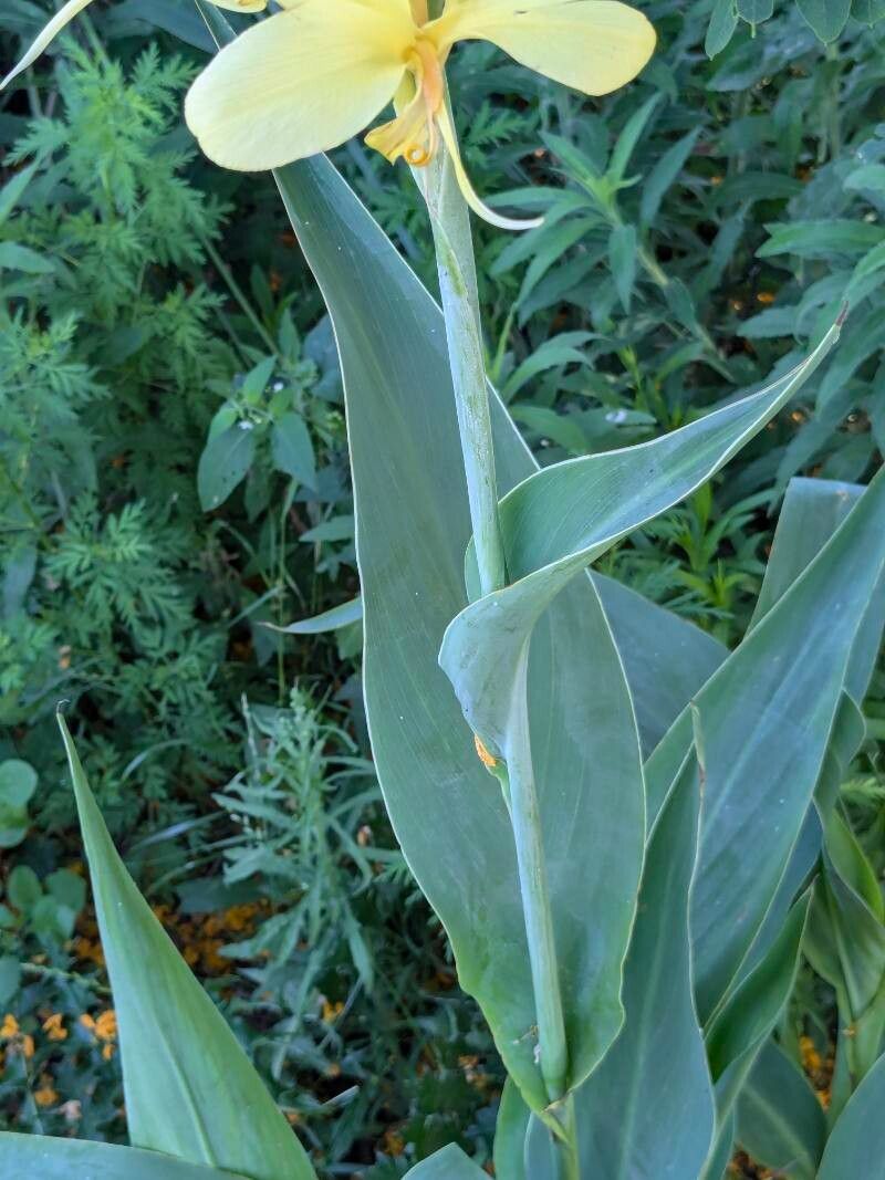Canna glauca (Water Canna) (alternate view 11)