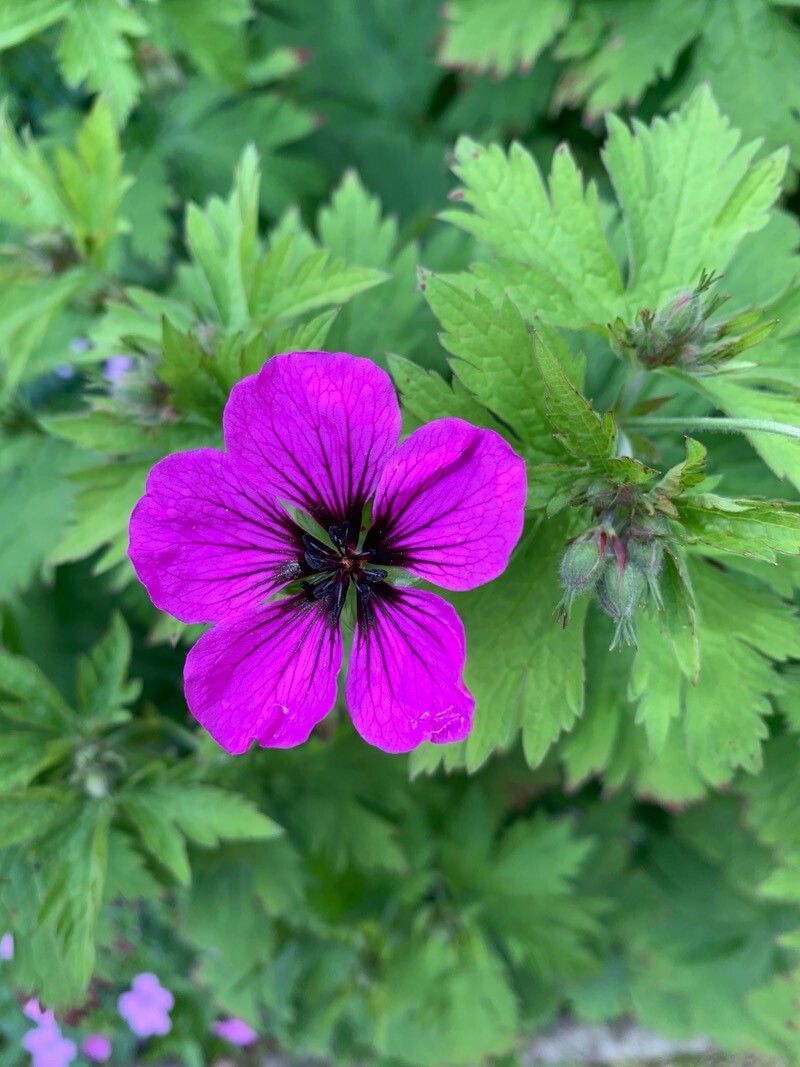 Geranium psilostemon (magenta cranesbill) (alternate view 3)